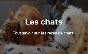 Tout savoir sur les races de chats