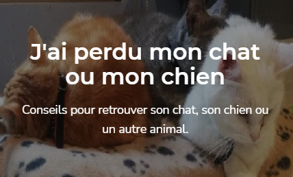 Toulouse Chat Perdu A La Louviere En Belgique Animalweb Toulouse Chat Perdu A La Louviere En Belgique Animalweb