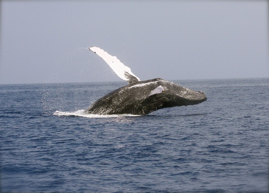 Baleine