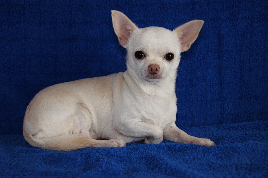 Chien