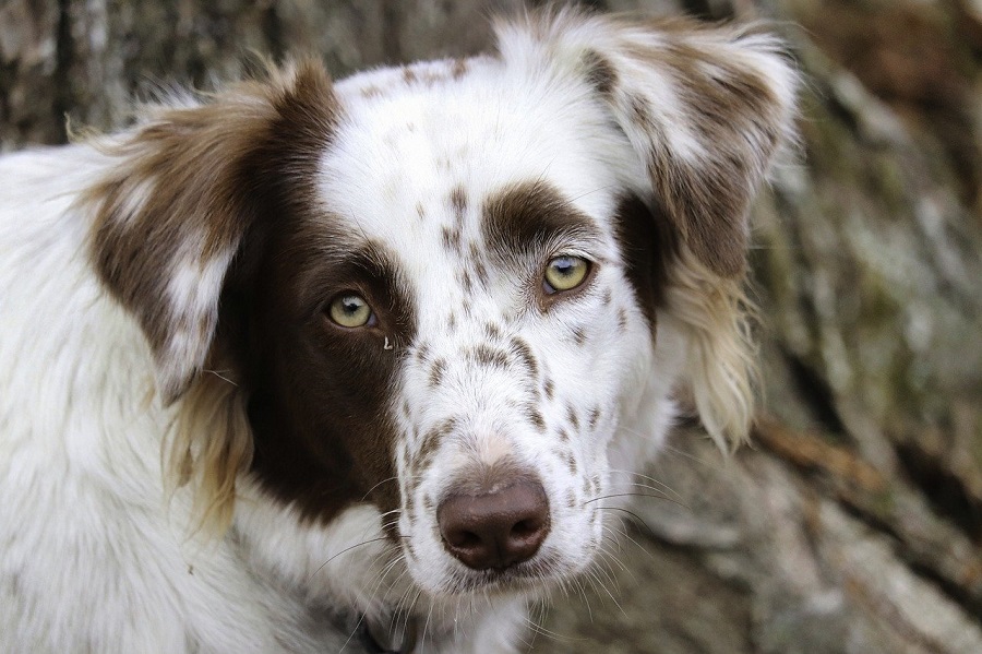 Chien