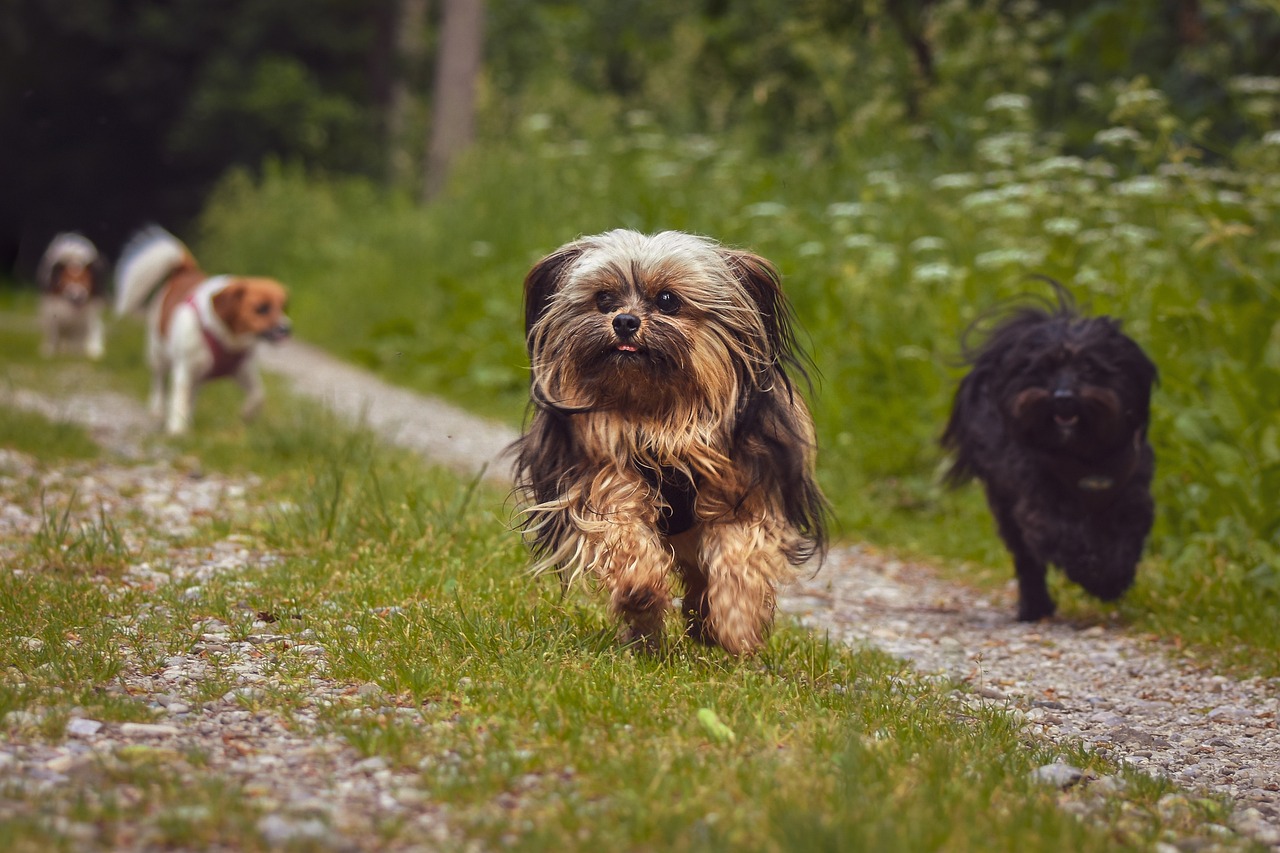Chiens