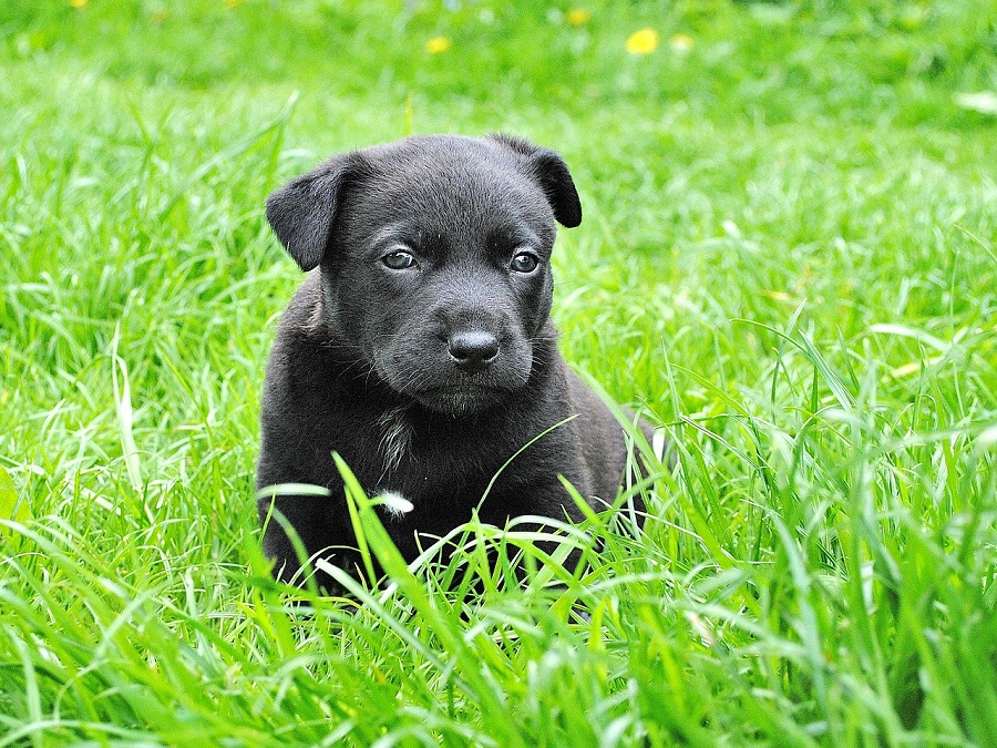 Chien