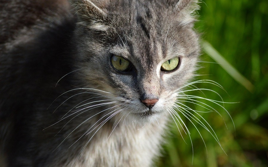 Chat