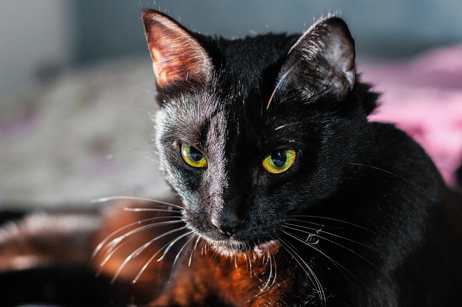 Chat noir