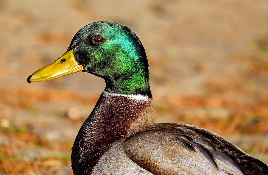 Canard Colvert