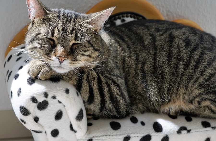 Chat tigré
