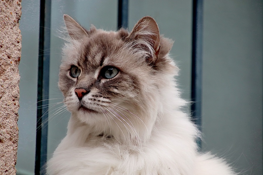 Chat de race : Angora Turc