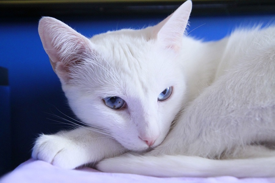 Chat de race : Angora Turc