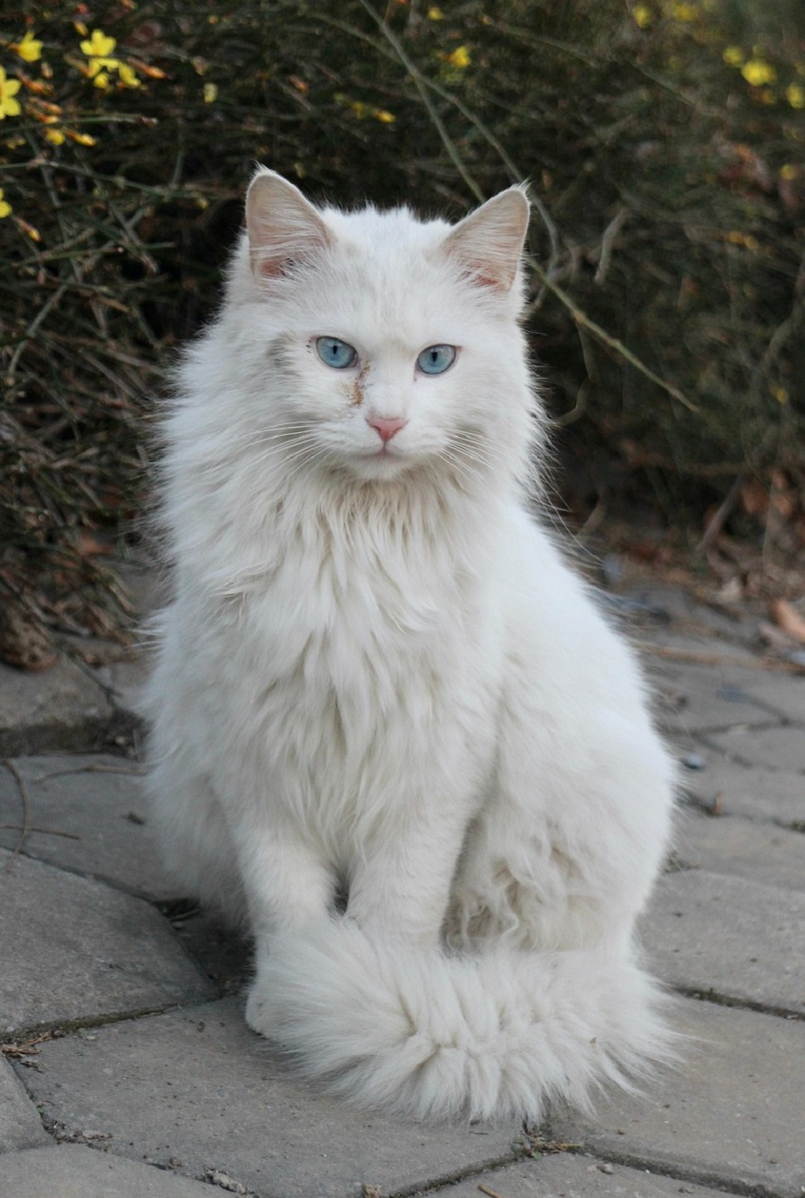 Chat de race : Angora Turc