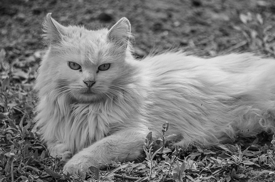 Chat de race : Angora Turc
