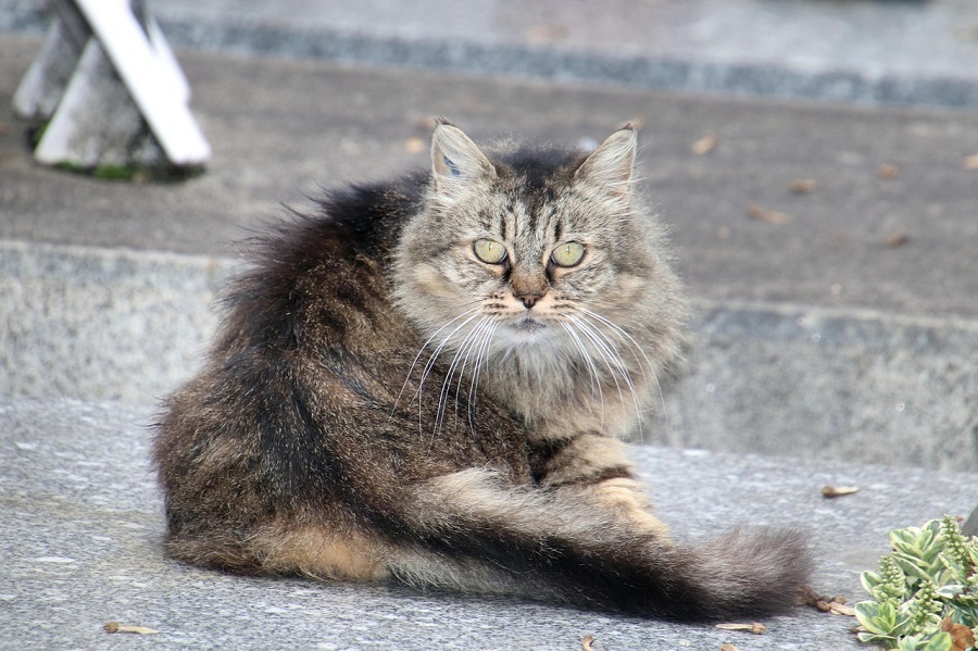 Chat de race : Angora Turc