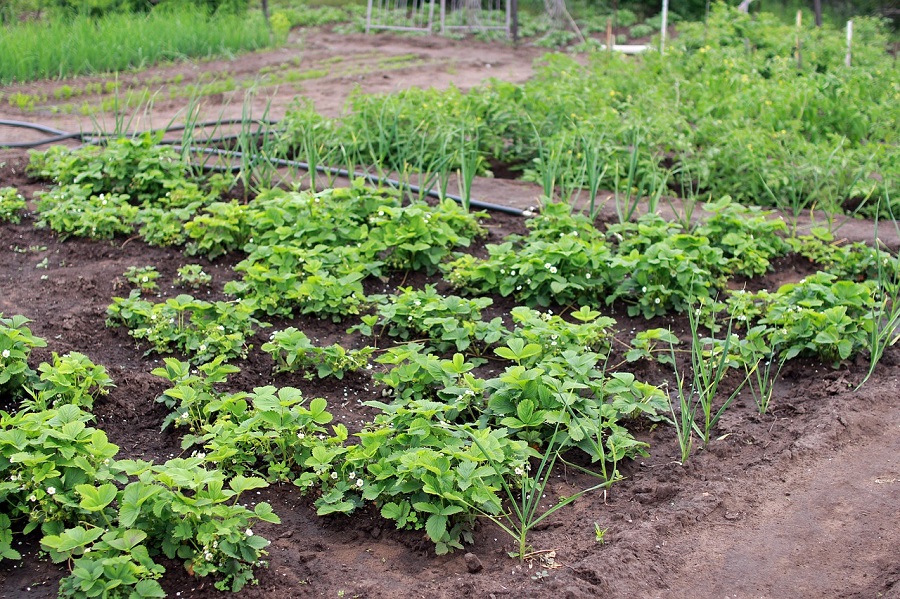 Potager