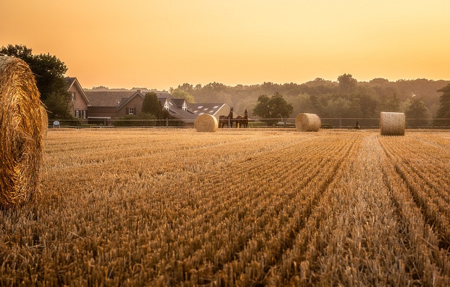 Champs agricole