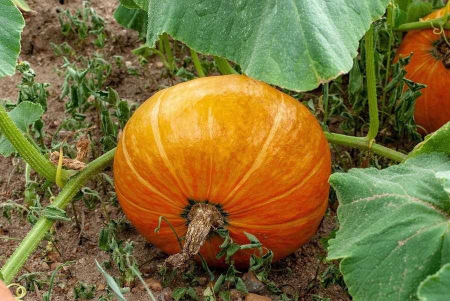 Citrouille dans un champs