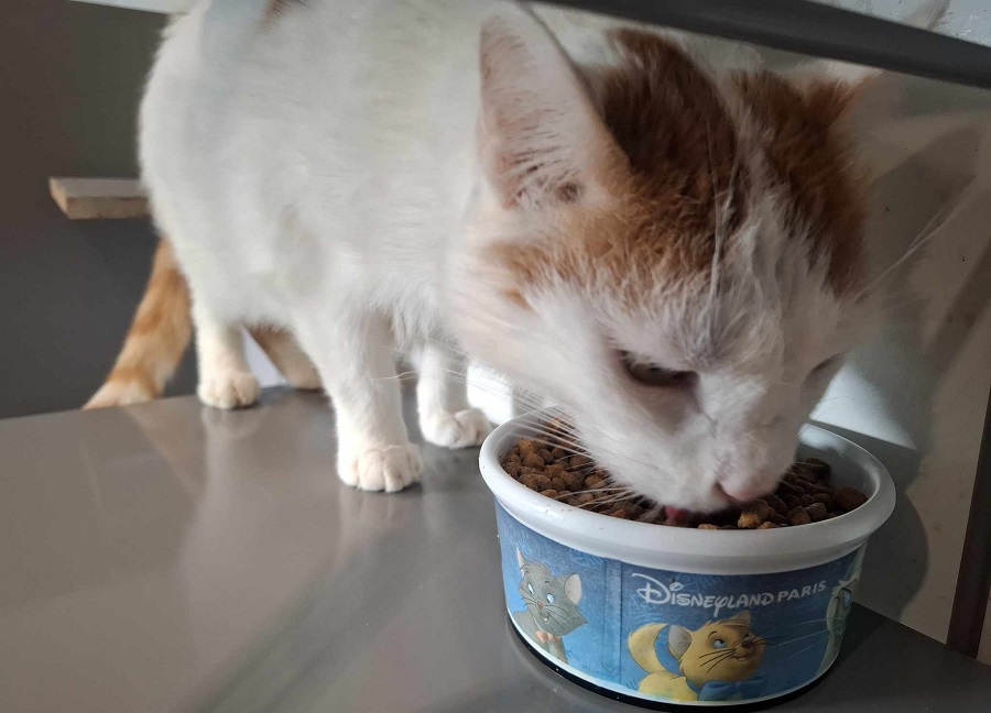 Chat qui mange des croquettes hypoallergéniques