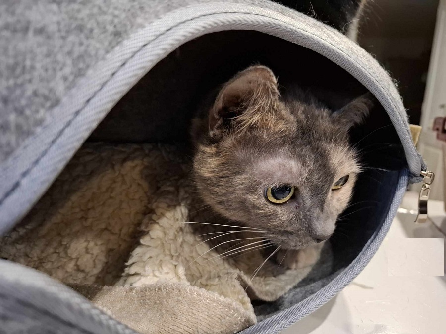 Chat dans un panier Donut avec tunnel