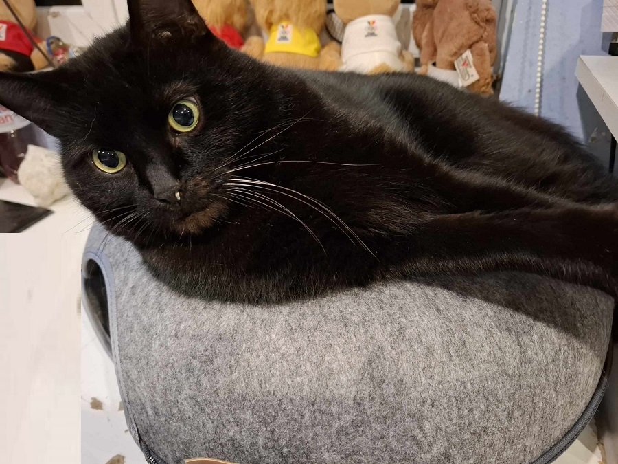 Chat sur un panier Donut avec tunnel