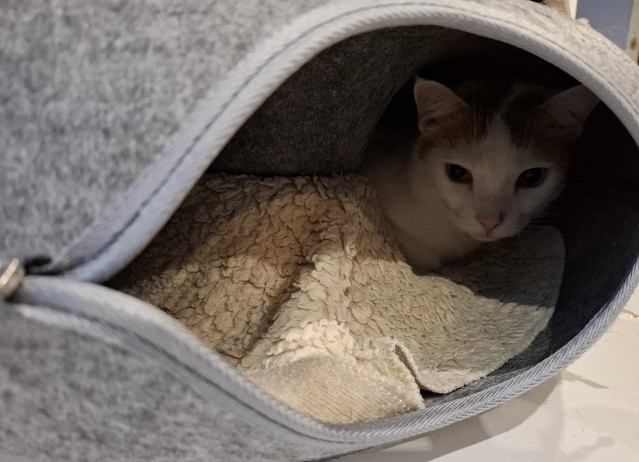 Chat dans un panier Donut avec tunnel
