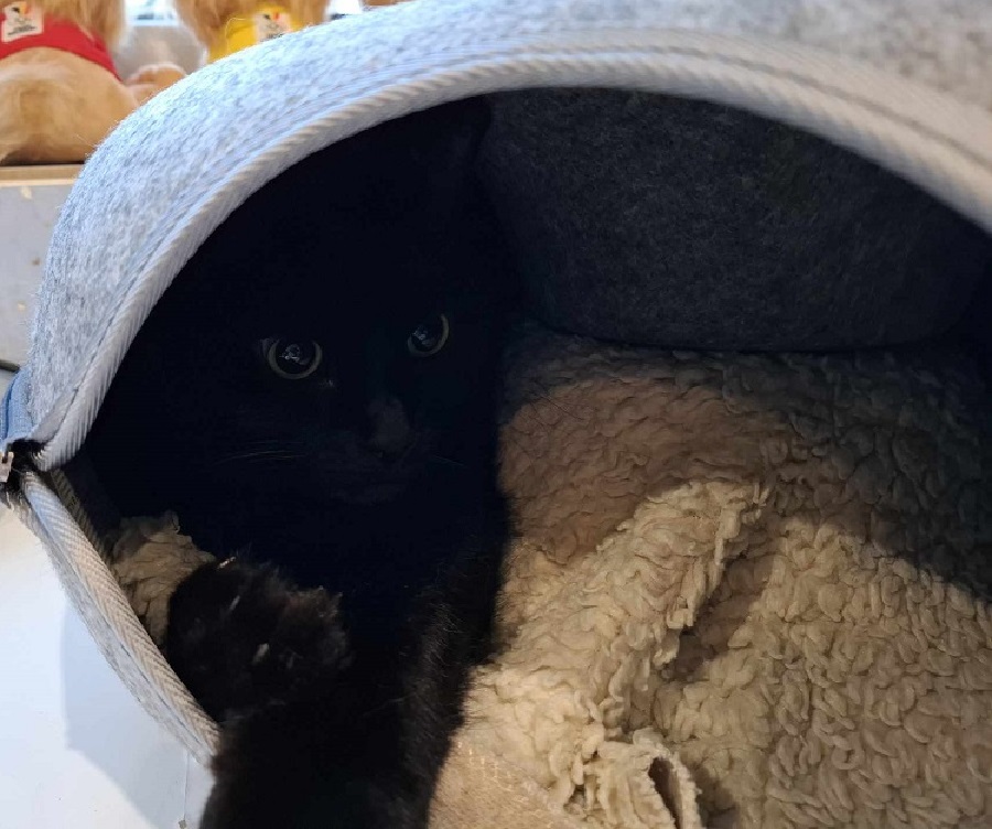 Chat dans un panier Donut avec tunnel