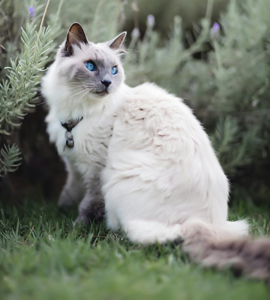 Chat de race : Sacré de Birmanie