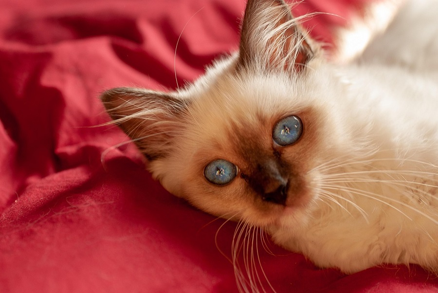 Chat de race : Sacré de Birmanie