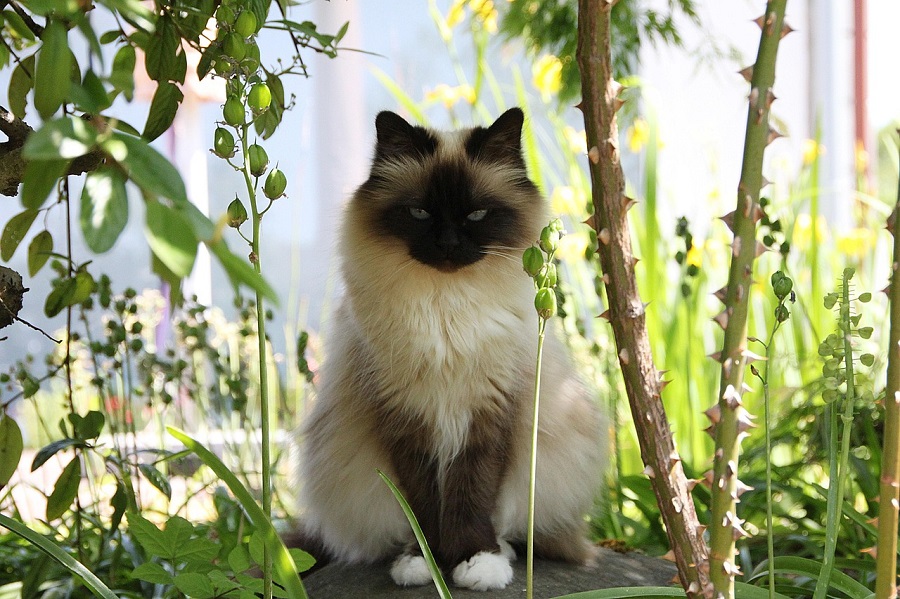 Chat de race : Sacré de Birmanie