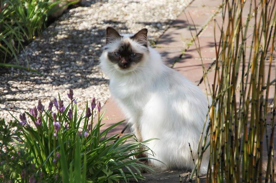 Chat de race : Sacré de Birmanie