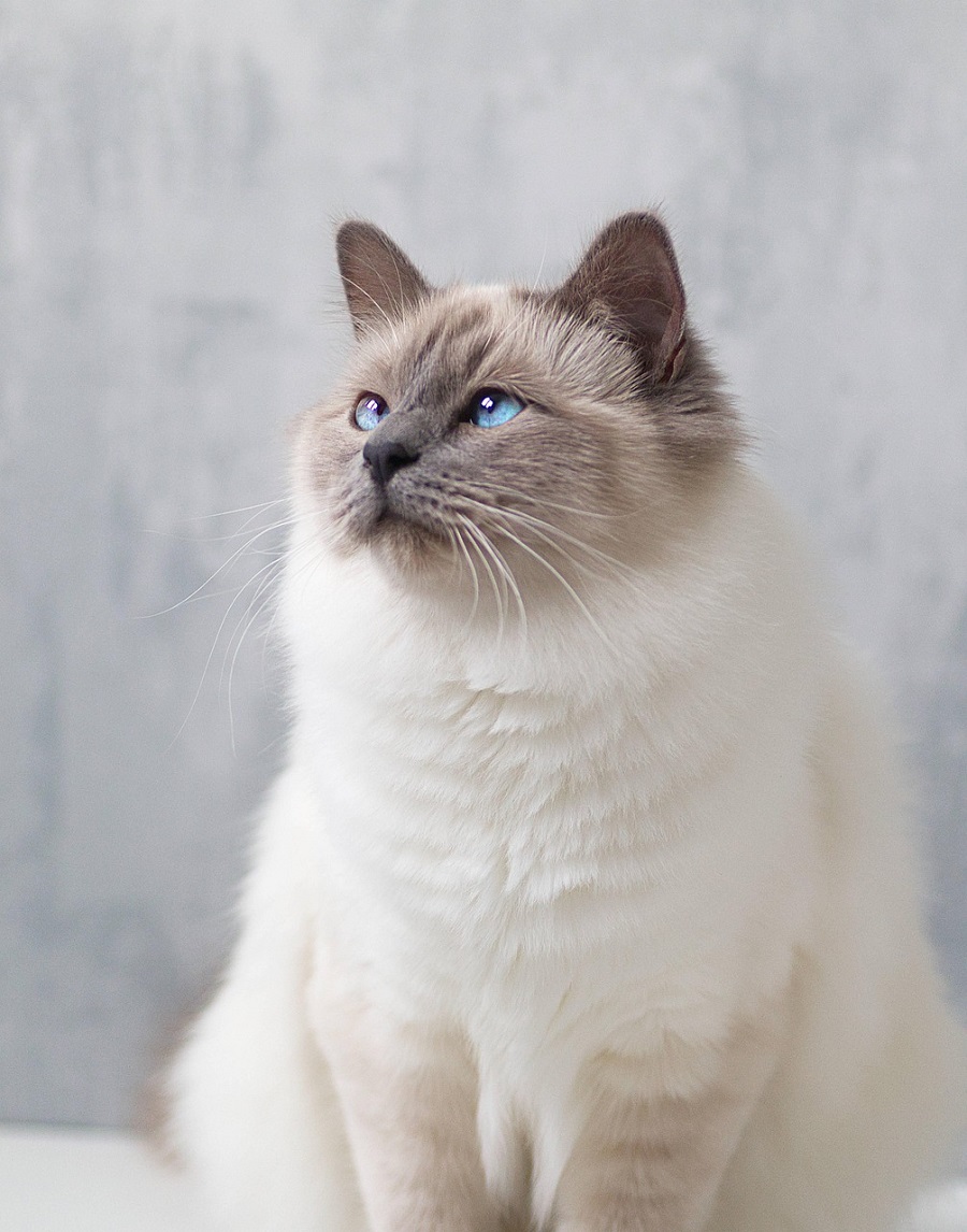 Chat de race : Sacré de Birmanie