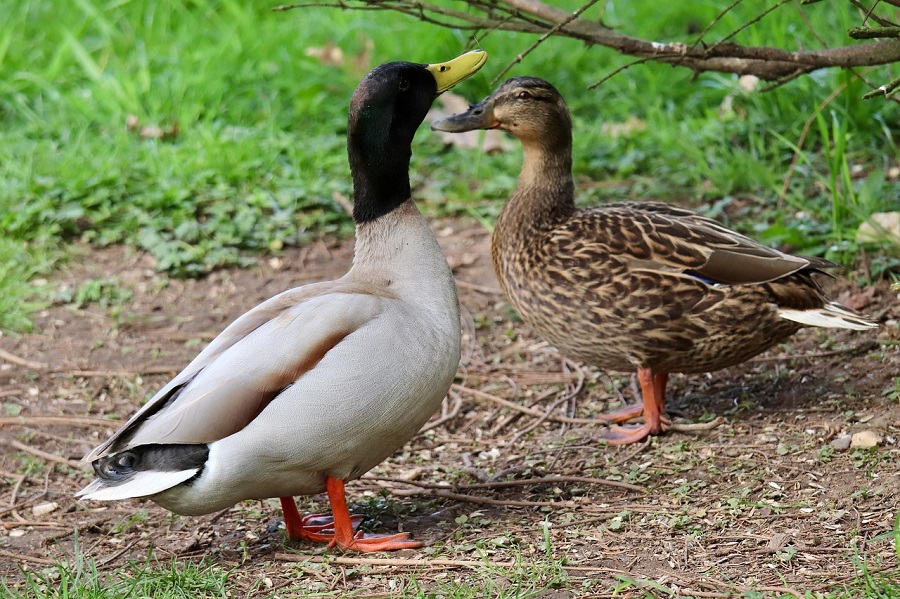 Canards Colvert dans la nature