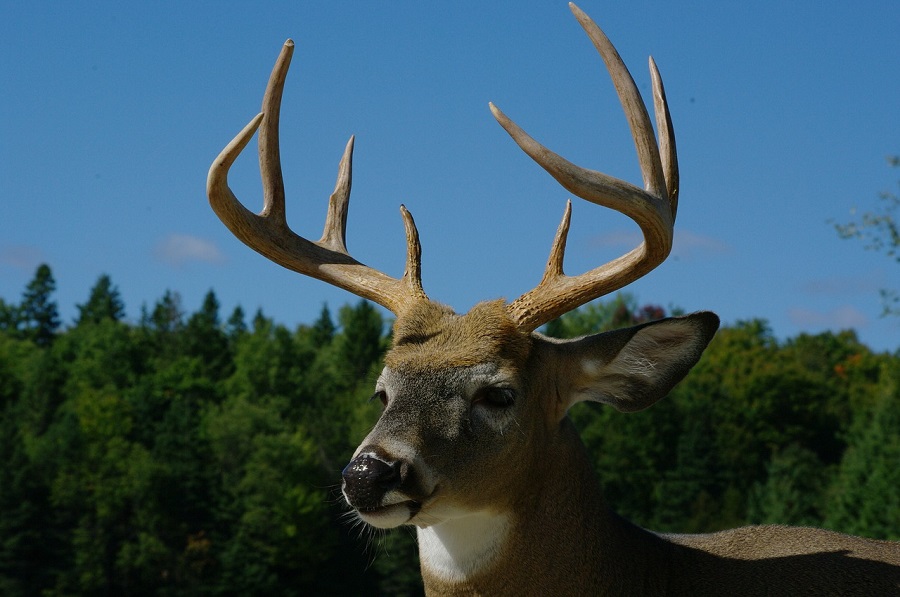 Cerf