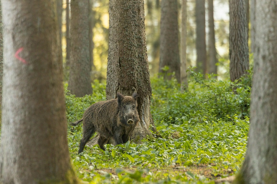 Sanglier