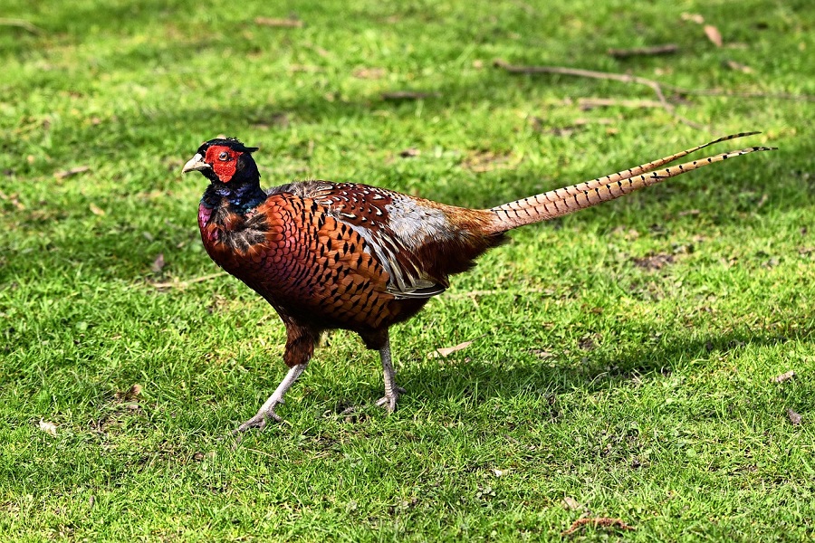 Faisans dans la nature