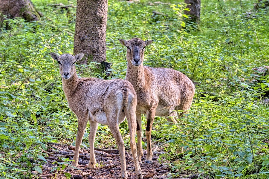 Mouflons