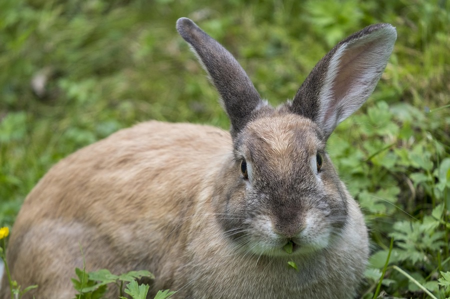 Lapins