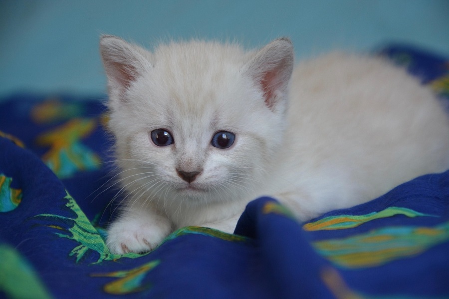 Chaton blanc