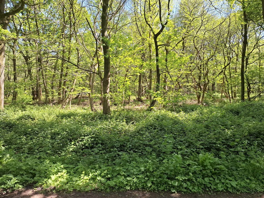 Bois de Baudour