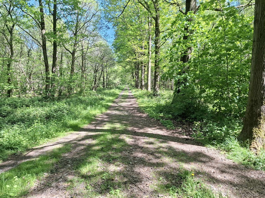 Bois de Baudour