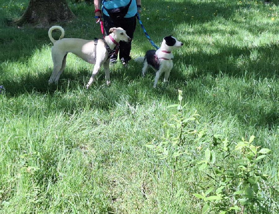 2 Chiens dans le bois de Baudour