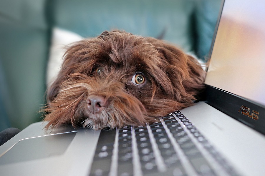 Tête de chien sur clavier d'un portable