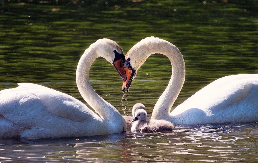 2 cygnes sur un lac