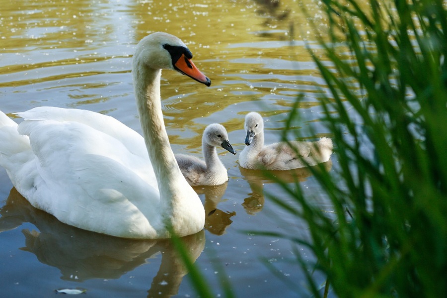 Cygnes avec ses 2 petits cygnes