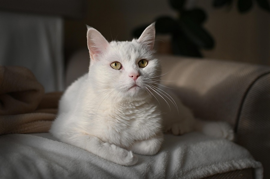 Chat blanc sur un coussin