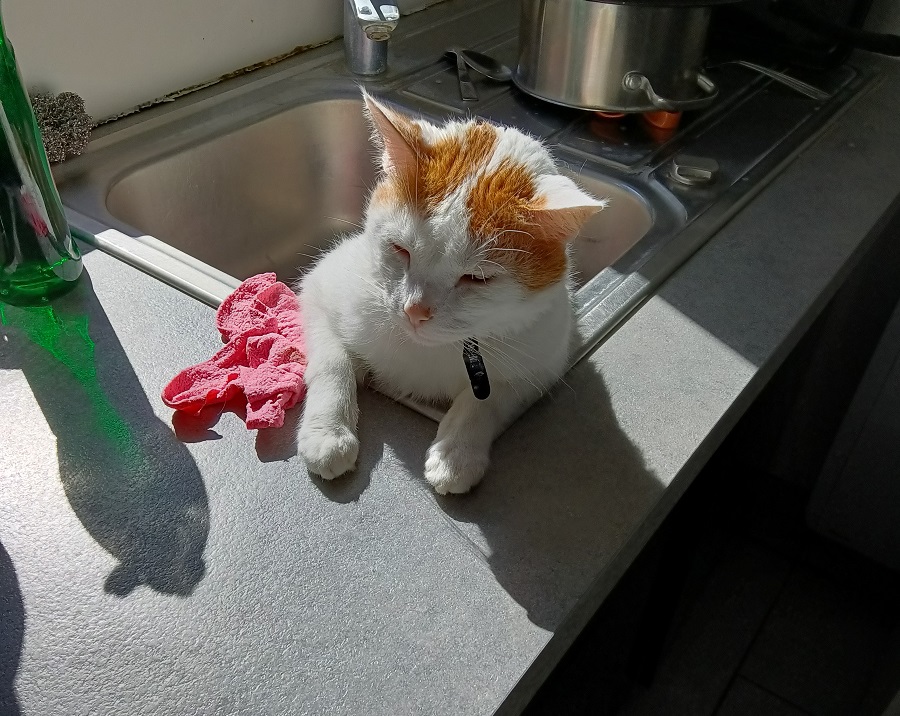 Chat dans un évier de cuisine