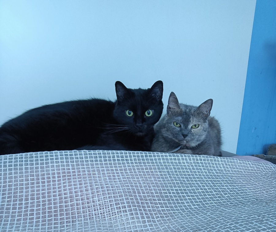 2 chats sur un lit