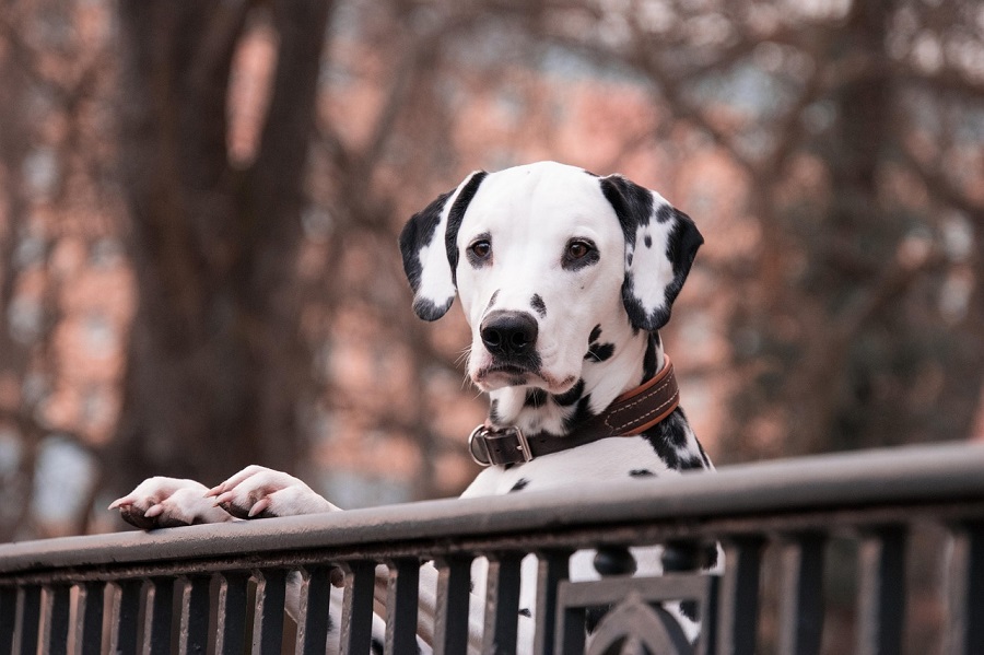 Dalmatien