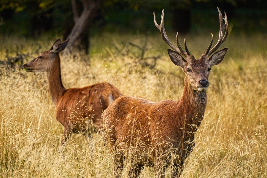 Cerf et biche dans une prairie