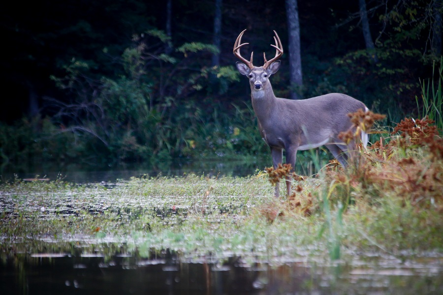 Cerf à l'orée d'un bois