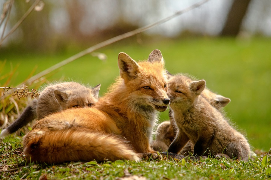 Renard avec ses petits dans un champs