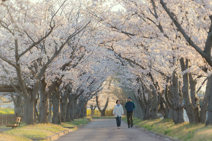 Couple marchant sur un chemin au milieu de cerisiers au Japon